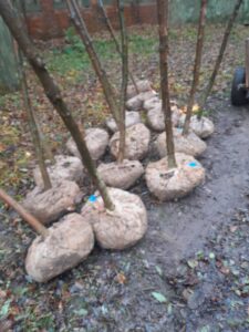 projekt nasadzeń drzew miododajnych oraz warsztatów edukacyjnych „Małopolska Pszczoła”.